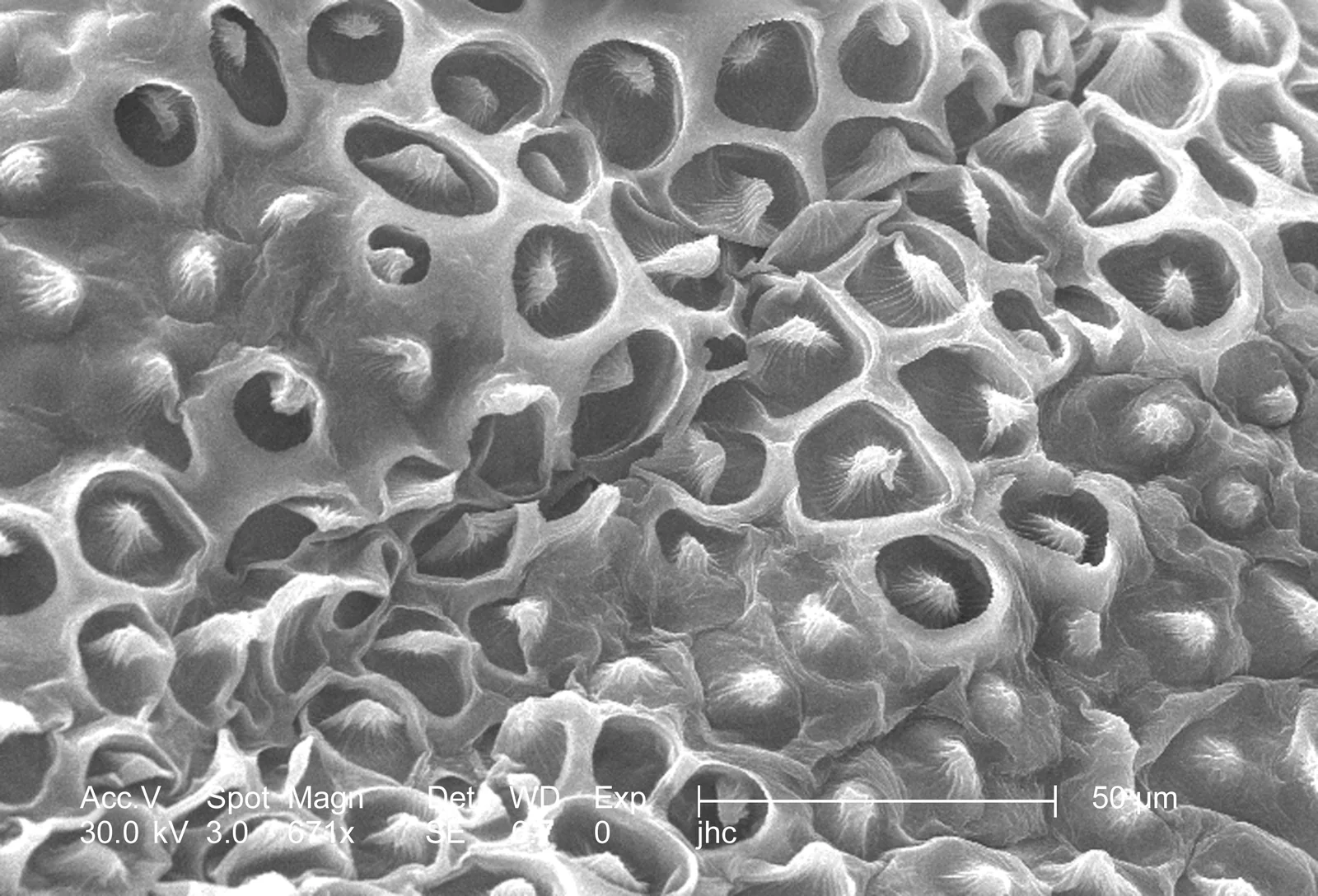 Grayscale scanning electron micrograph of crimson clover petal surface with an embedded 50 micrometer scale bar