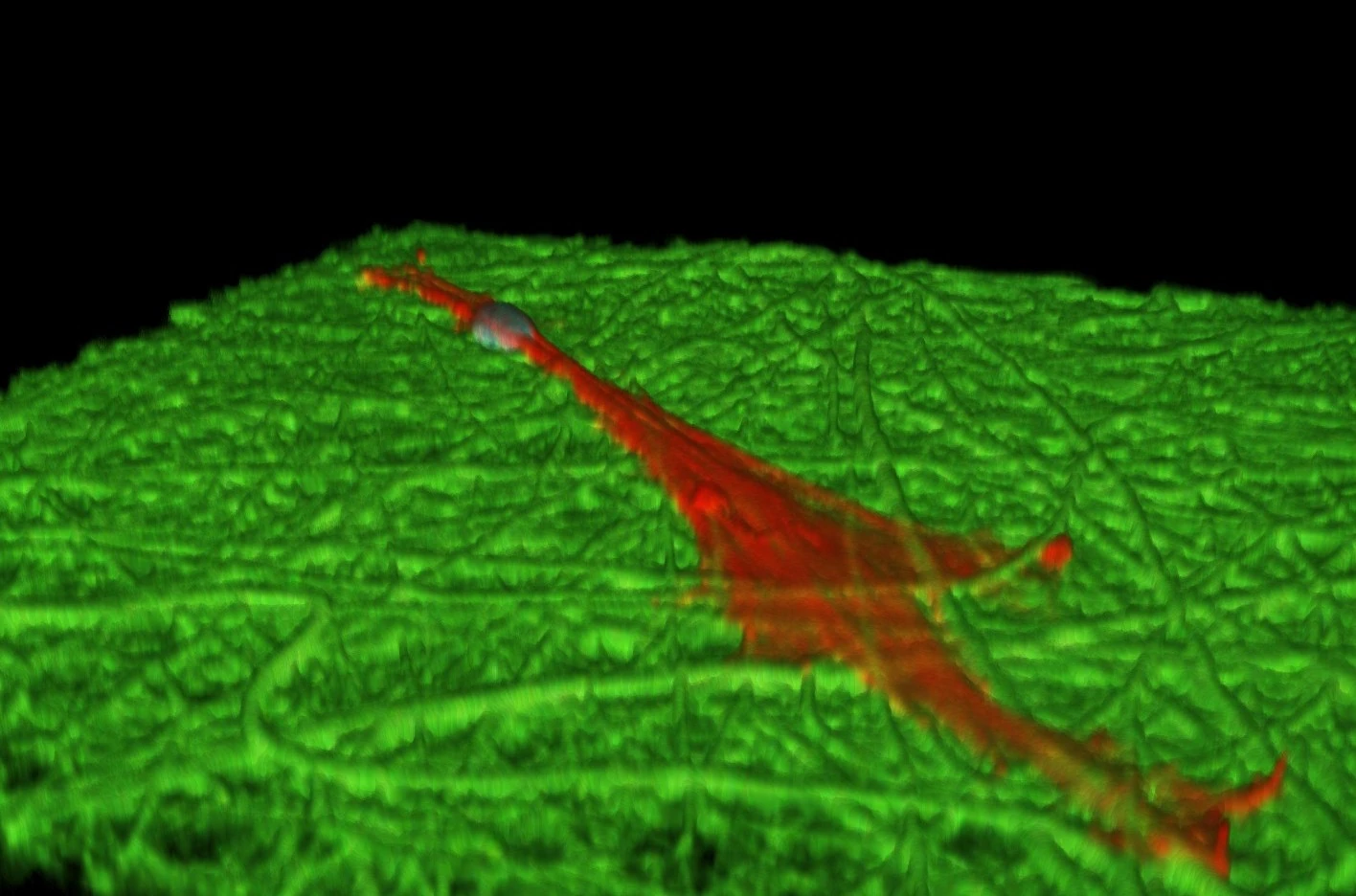 NIST confocal fluorescence image of a human bone marrow stromal cell with red actin and blue nucleus on green polymer nanofibers